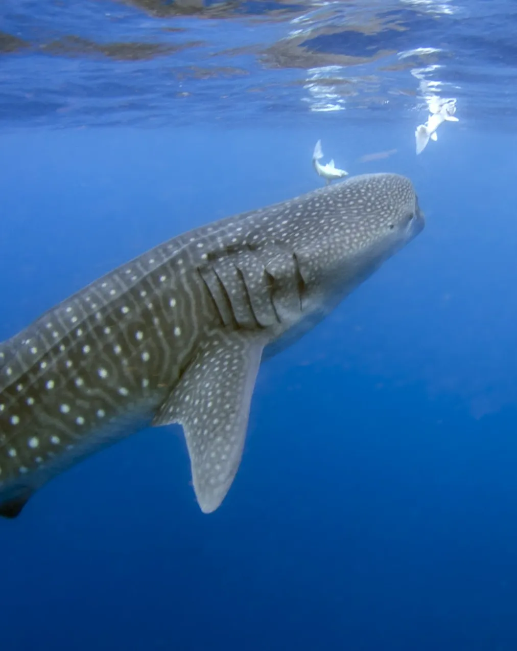 Whale Shark